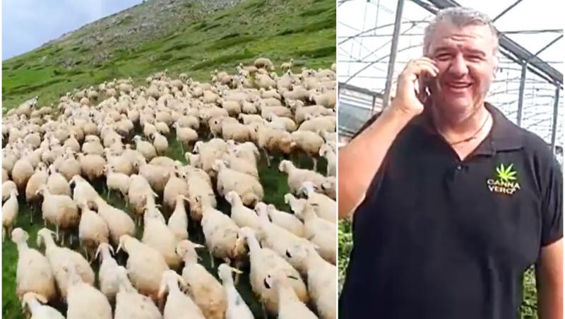 "Săreau mai sus decât caprele!" O turmă de oi a mâncat 300 de kilograme de canabis medicinal, după ce a dat iama într-o seră din Tesalia, în Grecia