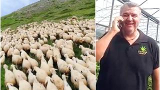 "Săreau mai sus decât caprele!" O turmă de oi a mâncat 300 de kilograme de canabis medicinal, după ce a dat iama într-o seră din Tesalia, în Grecia