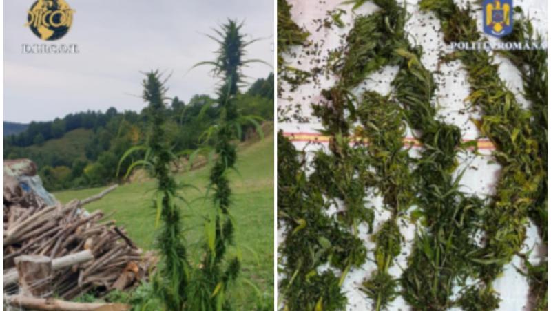 "Afacere de familie" cu canabis, în Bistrița-Năsăud. Un bărbat şi o femeie au fost arestaţi preventiv: unde cultivau plantele interzise
