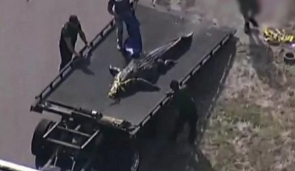 Cadavrul unei femei, descoperit între fălcile unui aligator, în Florida. Reptila lungă de 4 metri a fost eutanasiată