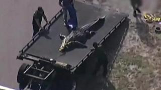 Cadavrul unei femei, descoperit între fălcile unui aligator, în Florida. Reptila lungă de 4 metri a fost eutanasiată