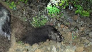 Urs accidentat mortal pe o şină de cale ferată, în Dolj. Trenul circula pe ruta Craiova-Târgu Jiu