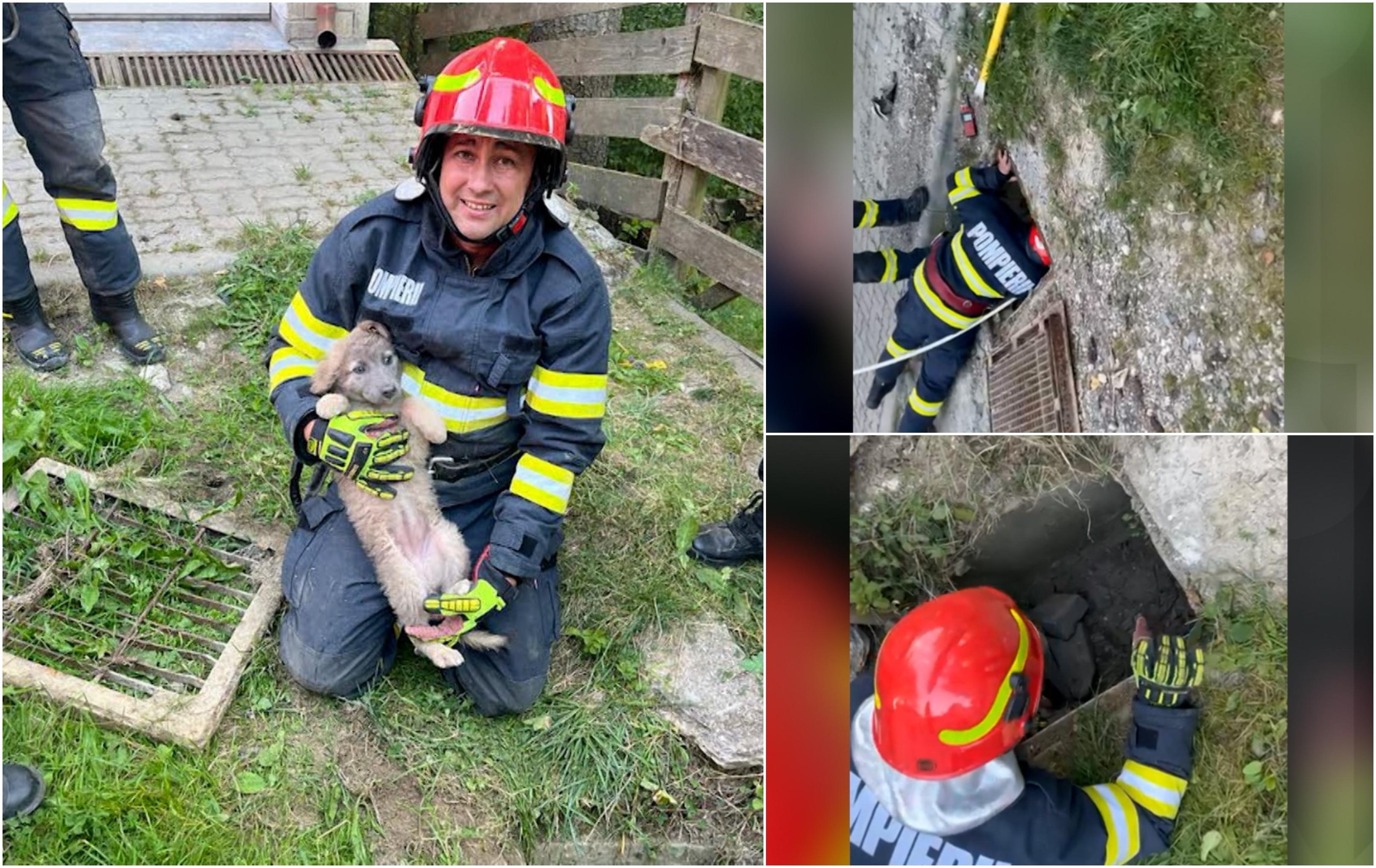 Căţeluş salvat în ultima clipă de pompieri. Animalul era pe cale să se înece într-un canal din Sinaia