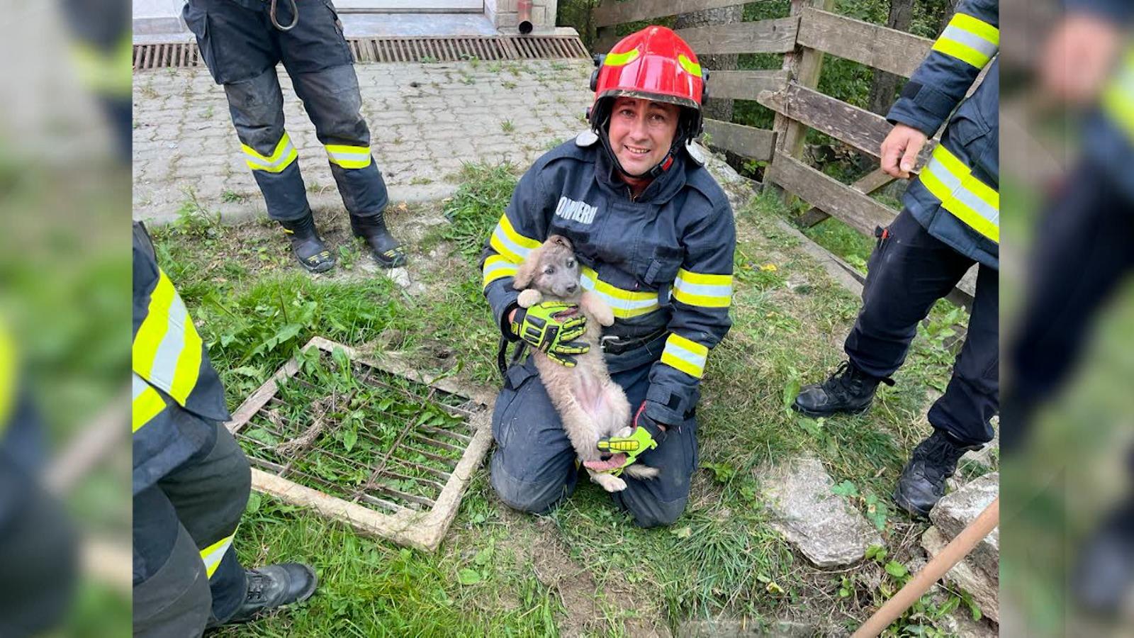 Căţeluş salvat în ultima clipă de pompieri. Animalul era pe cale să se înece într-un canal din Sinaia