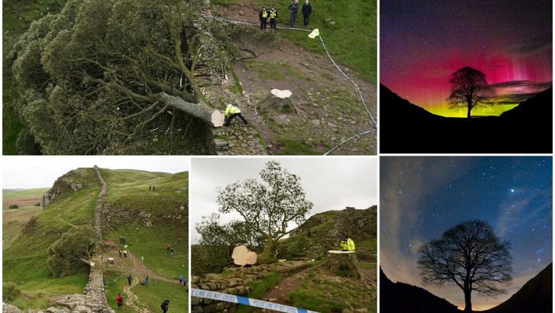 "Un act de vandalism prostesc; este sfâşietor". Celebrul arbore Sycamore Gap din Marea Britanie, doborât intenţionat de o persoană, în timpul nopţii