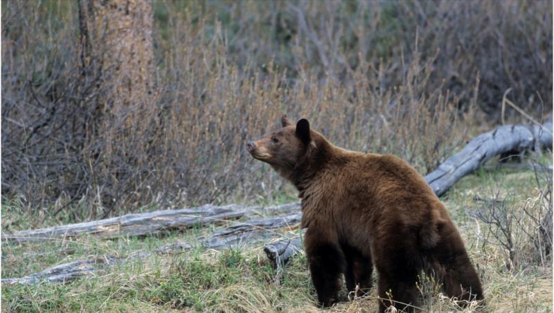 "Te rog ajută-mă”. A sunat la urgențe disperat că este atacat de urși. În realitate, americanul era doar beat și voia să iasă din pădure