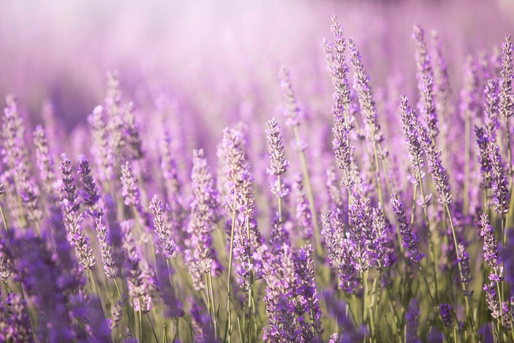 Bulgarii au devenit lideri mondiali la producţia de lavandă, detronând francezii. Cum a reuşit să piardă Franţa 90% din lanurile celebre