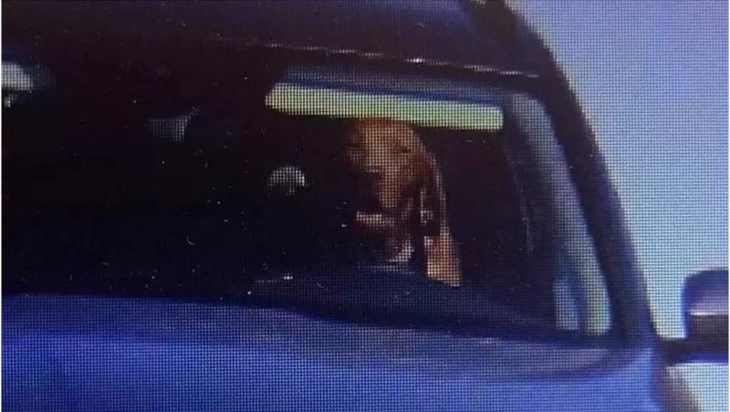 Câine surprins de o cameră de vizetă la volanul unei Skoda, pe o șosea din Slovacia. Stăpânul are o scuză, poliția însă îl contrazice