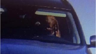 Câine surprins de o cameră de vizetă la volanul unei Skoda, pe o șosea din Slovacia. Stăpânul are o scuză, poliția însă îl contrazice