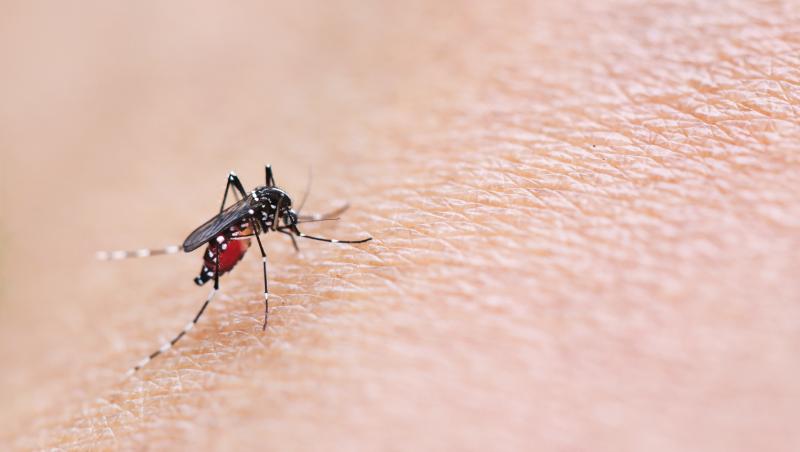 Încă două cazuri de meningită cu virus West-Nile în România. Recomandările inspectorilor sanitari