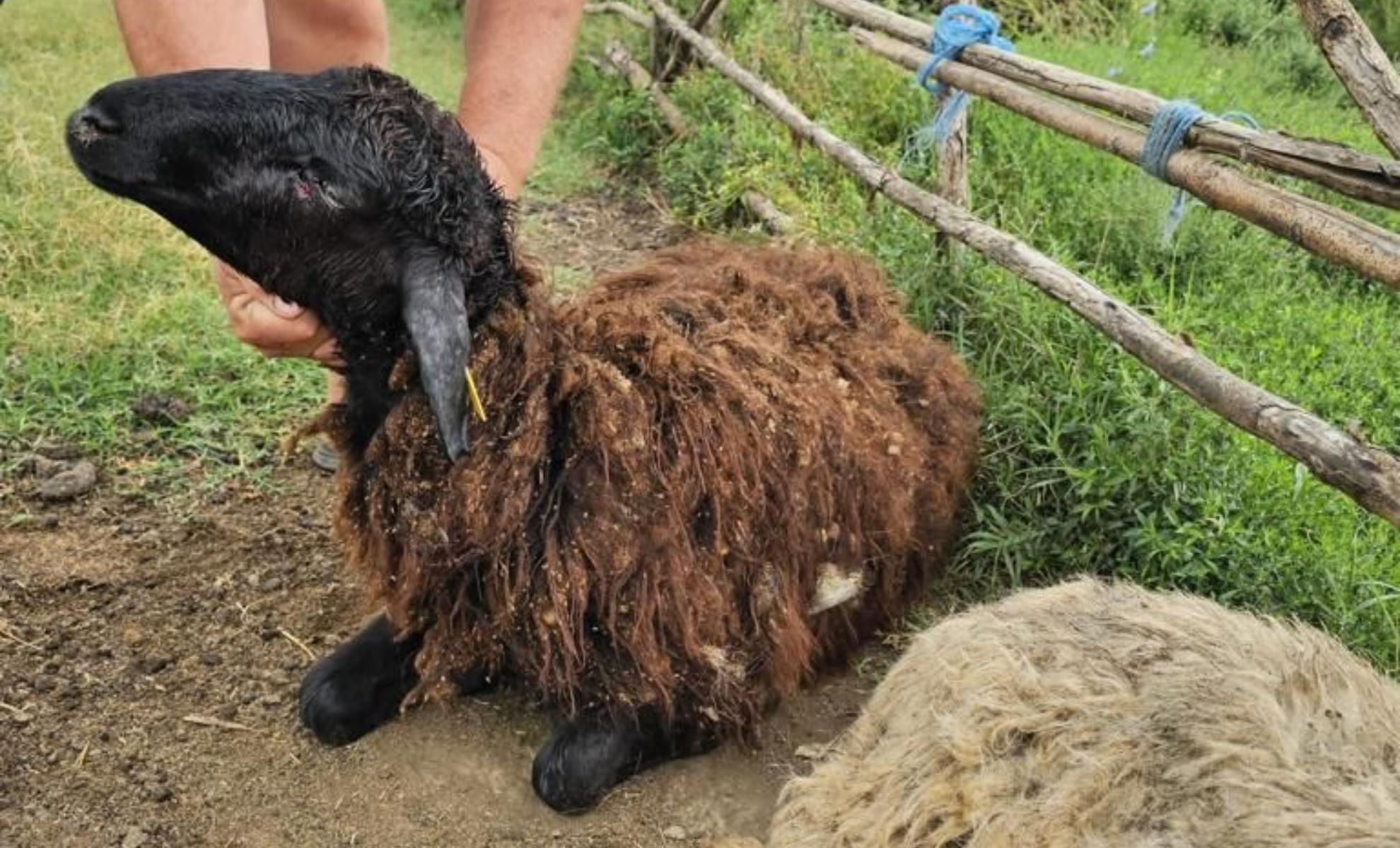 Şacalii au atacat o stână din Dolj