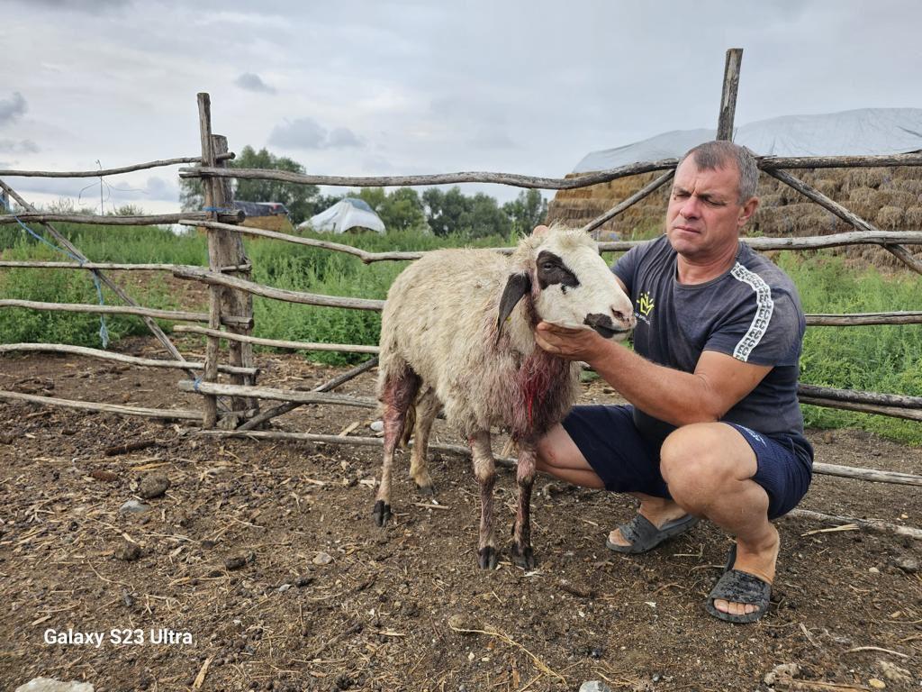 Şacalii au atacat o stână din Dolj