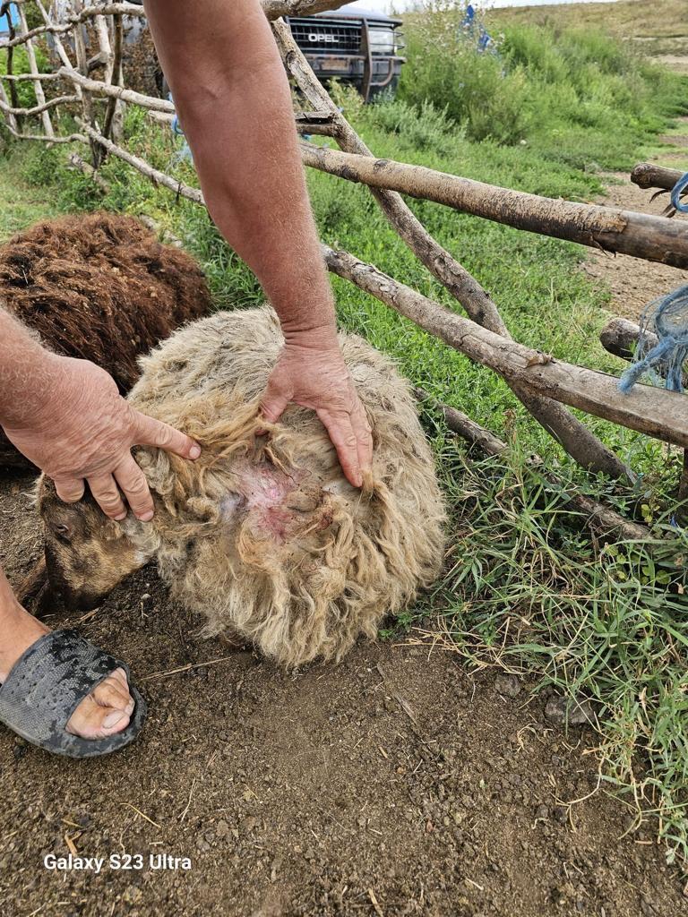 Şacalii au atacat o stână din Dolj