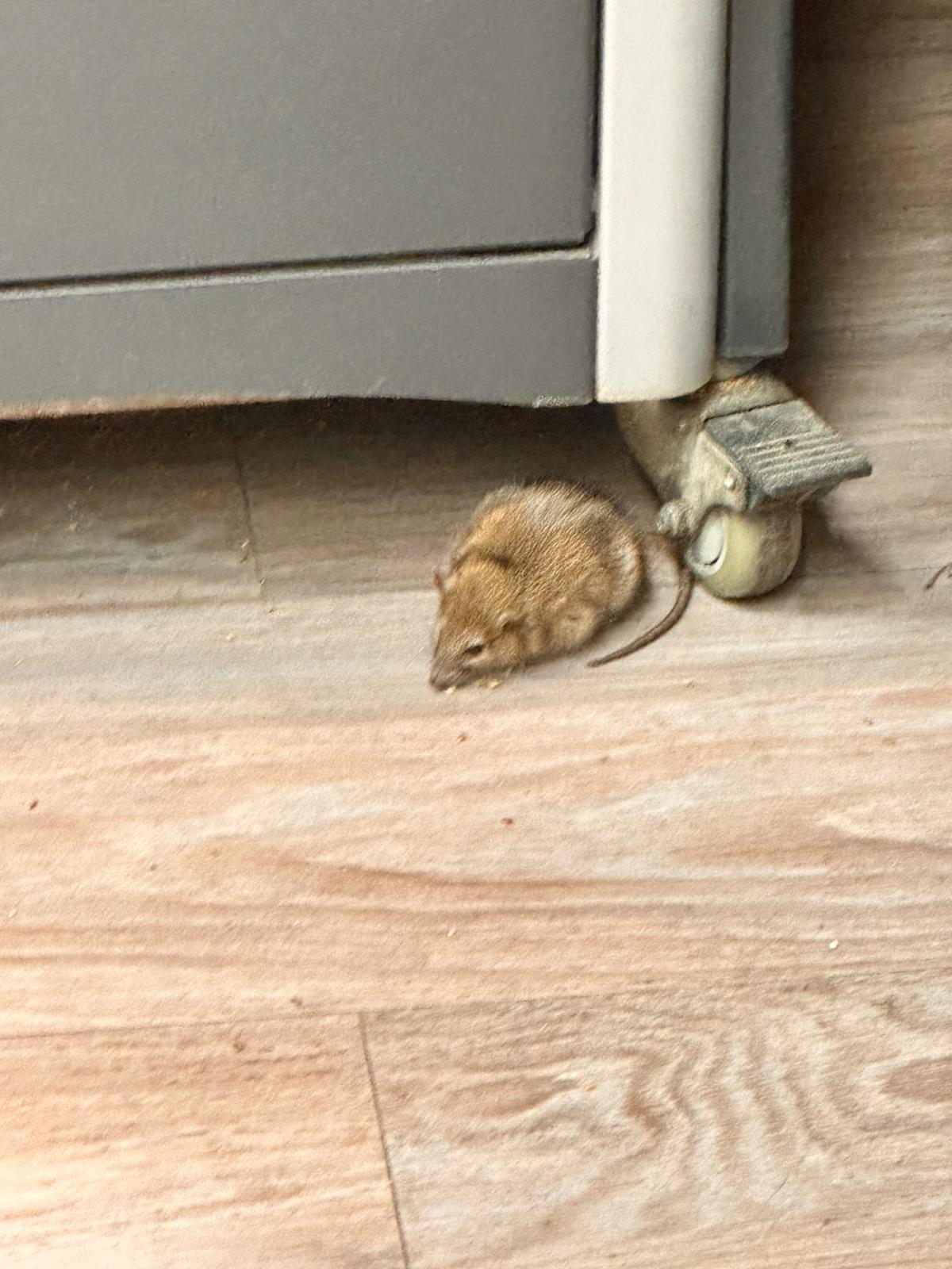 Şobolan surprins în magazinul Mega Image Domenii