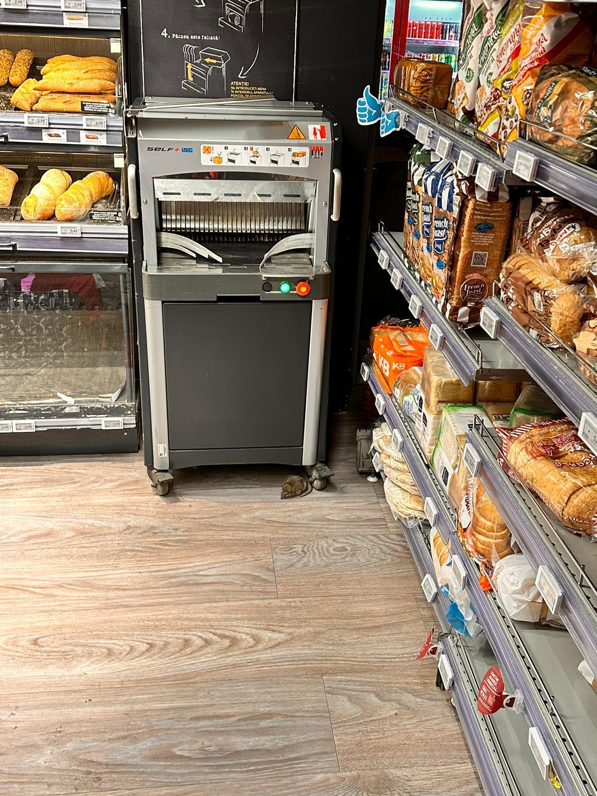 Şobolan surprins în magazinul Mega Image Domenii