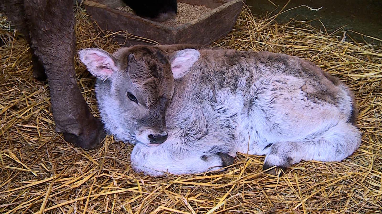 Viţica Speranţa este noua vedetă a parcului zoo din Târgu Mureş. Primul pui din rasa Mocăniţa născut la noi în ţară după dispariţie
