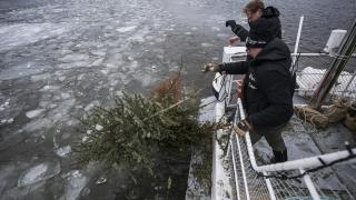 O nouă tradiție în Suedia: brazii de Crăciun sunt oferiți peștilor, după Sărbători: "Funcţionează cu adevărat"