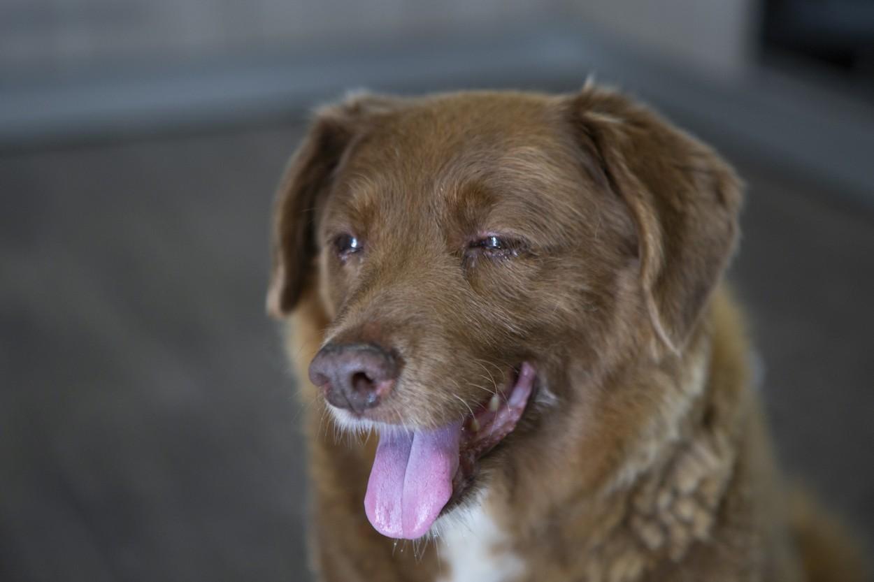 Vârsta lui Bobi, cel mai bătrân câine din lume, pusă la îndoială. Animalului i-a fost suspendat tilul, după ce a murit la 31 de ani