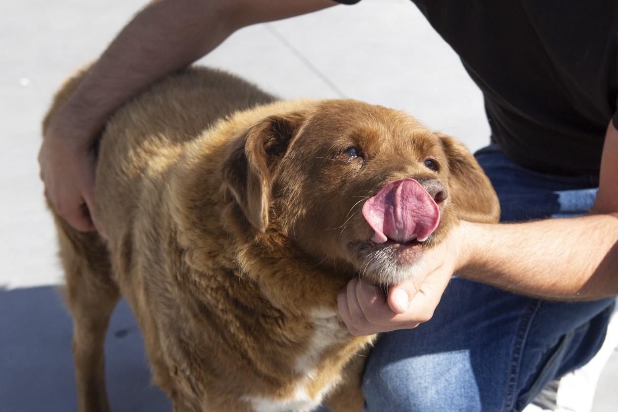 Vârsta lui Bobi, cel mai bătrân câine din lume, pusă la îndoială. Animalului i-a fost suspendat tilul, după ce a murit la 31 de ani