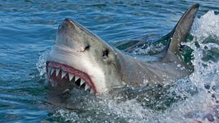 O australiancă a scăpat cu viaţă, după atacul feroce al unui rechin. Incidentul a avut loc la 20 de metri de dig