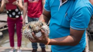 Un brazilian a murit după ce mâncat un peşte balon care are suficient venin pentru a ucide 30 de oameni. Prietenul lui a supravieţuit
