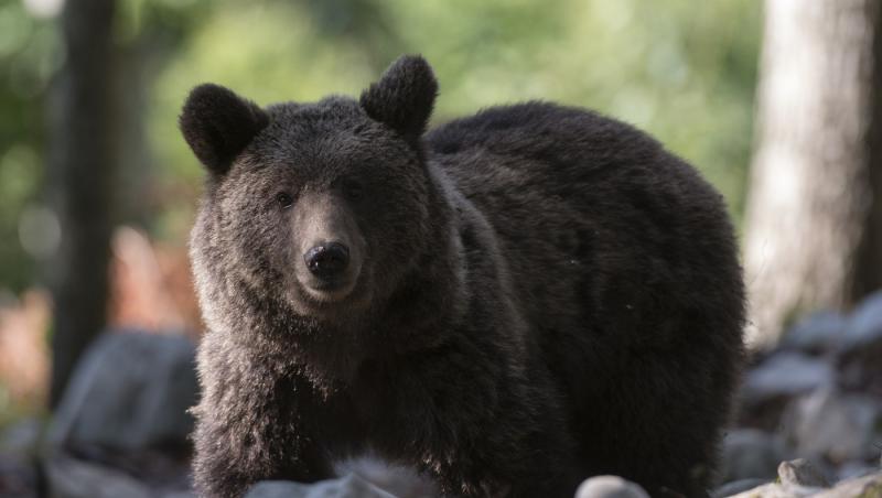 Bărbat de 54 de ani, atacat de urs lângă un sat din Suceava