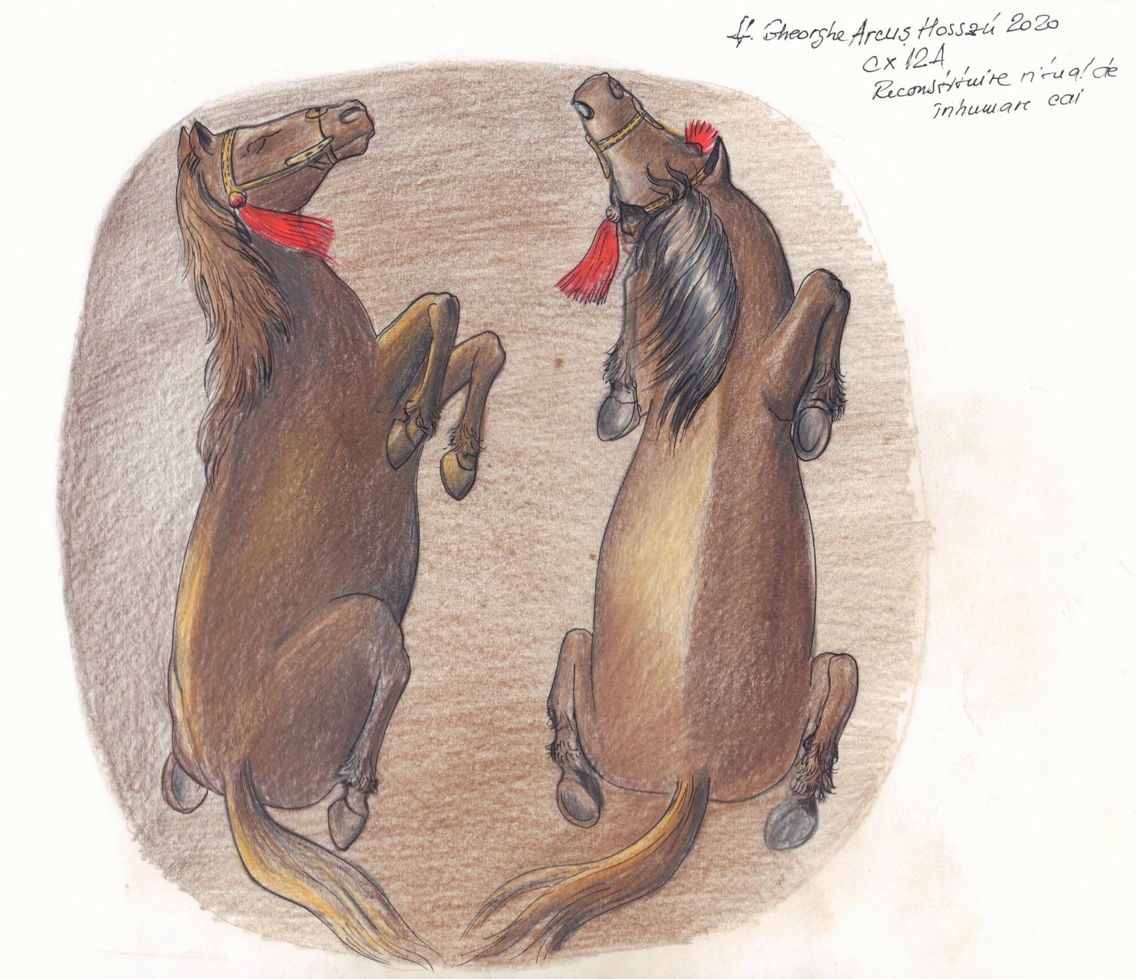 Scheletele unor cai preistorici, din Epoca Bronzului, găsite în Covasna. Arheolog: "O descoperire senzaţională!"