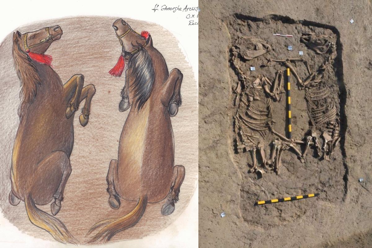 Scheletele unor cai preistorici, din Epoca Bronzului, găsite în Covasna. Arheolog: "O descoperire senzaţională!"