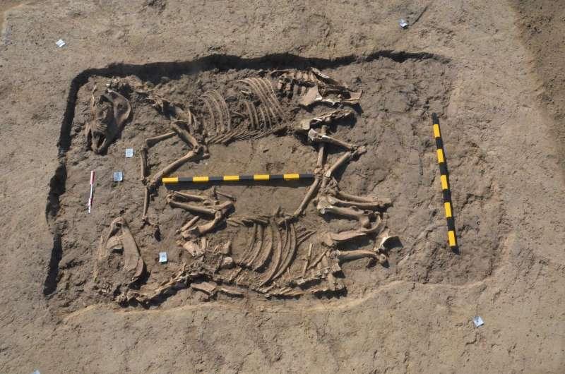 Scheletele unor cai preistorici, din Epoca Bronzului, găsite în Covasna. Arheolog: "O descoperire senzaţională!"