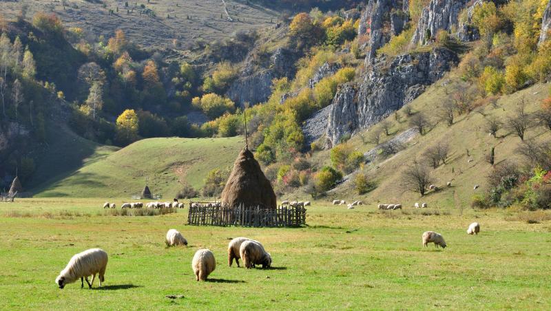 România va exporta din nou carne de oaie, vită şi capră în Maroc. Ce alte produse vom mai trimite