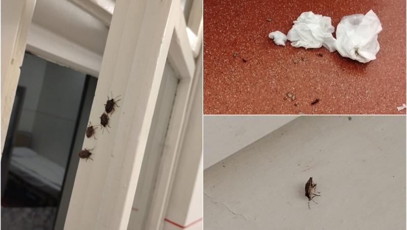 Secţie de pediatrie invadată de ploşniţe marmorate, la spitalul Târgu Mureş. Insectele nu ar fi periculoase pentru pacienţi