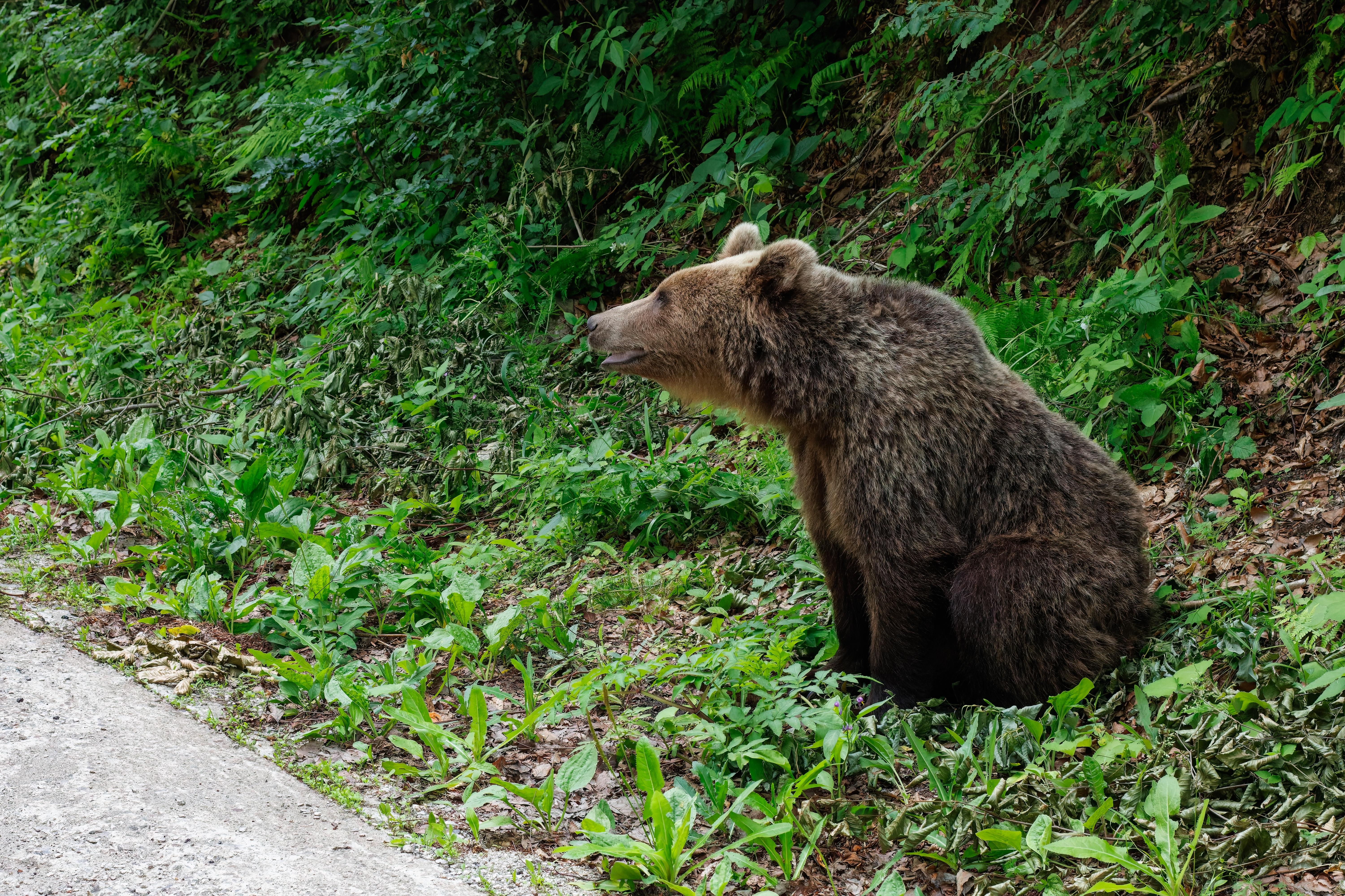 Bărbat atacat de urs în Bistriţa-Năsăud