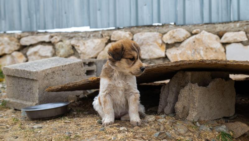 Ce trebuie să faci dacă vezi un câine fără stăpân pe stradă