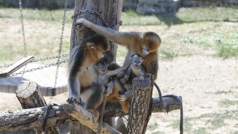 O bacterie ucigaşă care a infectat solul face a 12-a victimă în rândul maimuţelor de la Zoo Hong Kong. Este mortală şi pentru om