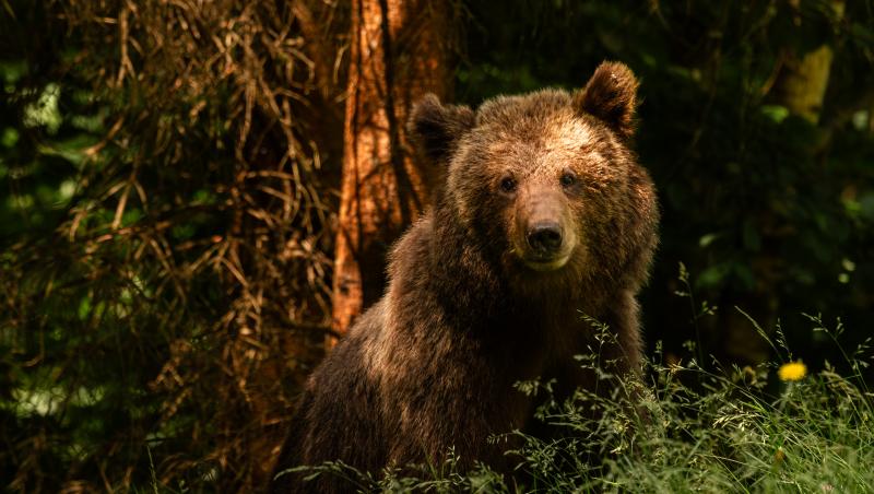 Bărbat atacat de urs, în Prahova: e grav rănit, dar a scăpat cu viaţă din ghearele sălbăticiunii. Mesaj RO-Alert