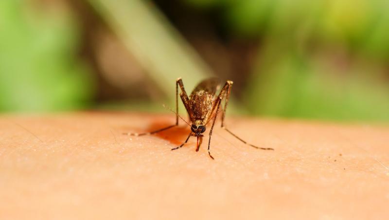 Explozie de cazuri de febră dengue într-un oraş din Italia. Primele simptome ale bolii