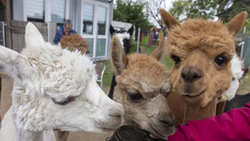 Cum ne pot îmbolnăvi interacţiunile cu alpaca. Avertismentul experţilor germani