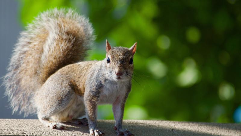 STUDIU: Consumul de alcool, răspândit și în lumea animalelor. Cum arată o veveriţă beată