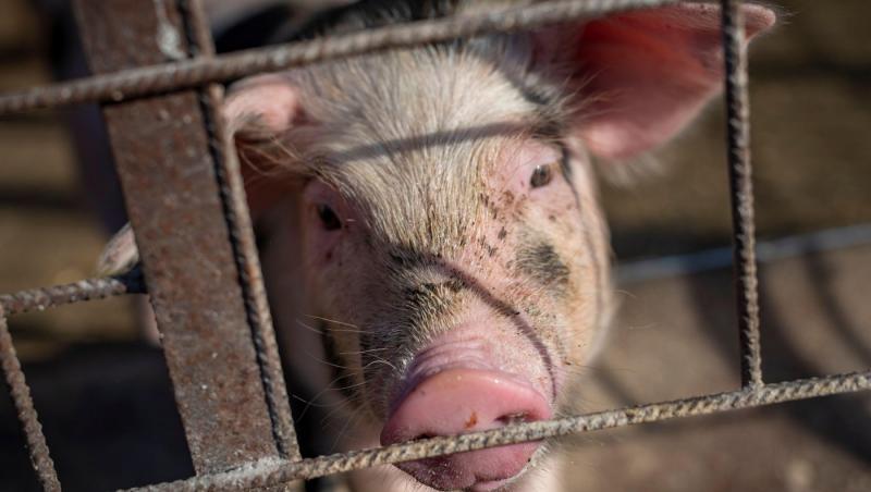 Primul caz de gripă aviară depistat la un porc, în SUA. De ce este acest salt între specii un pericol uriaş pentru om