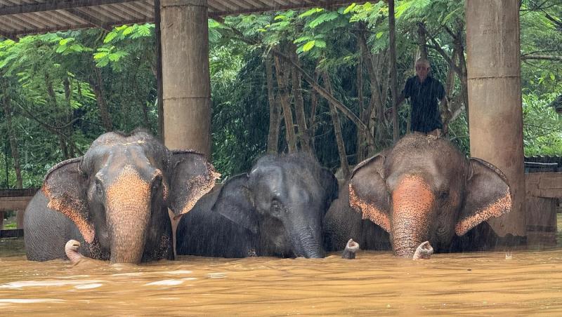 Imagini dramatice cu 100 de elefanţi, salvaţi din calea puhoaielor. Apele le-au măturat sanctuarul din nordul Thailandei