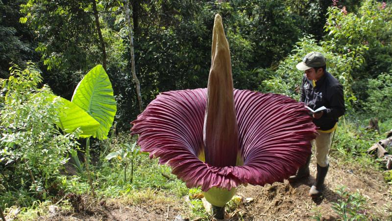 "Floarea cadavru" atrage mii de vizitatori curioşi la o grădină din Australia. De ce este numită aşa