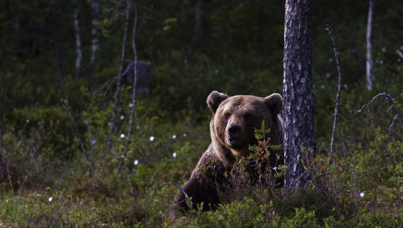 Teroare în mai multe comune din Dâmboviţa din cauza urşilor. Animalele au dat iama în gospodăriile oamenilor