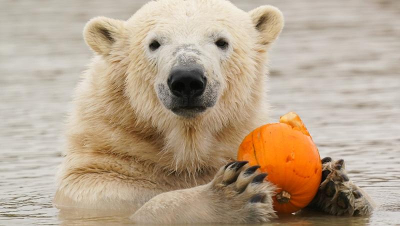 Surpriză pentru vizitatorii unei grădini zoologice din Germania. O femelă de urs polar a dat naştere la doi pui