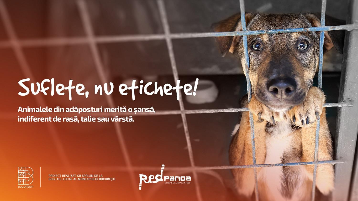 Studiu Red Panda: De ce preferă bucureștenii să cumpere căței, în loc să adopte? Criterii și mituri care ghidează includerea unui animal de companie în familie