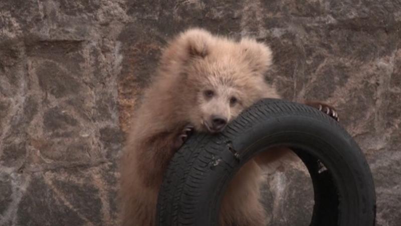 El este Junjun, un pui de urs care topeşte inimile vizitatorilor de la Zoo Shanghai. Jucăria preferată, o anvelopă