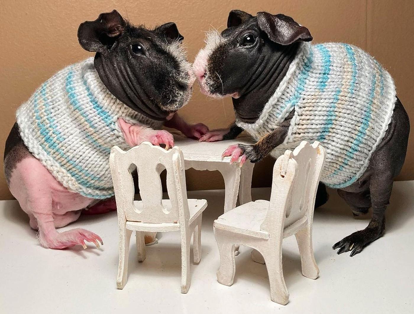 Porcușorii de Guineea