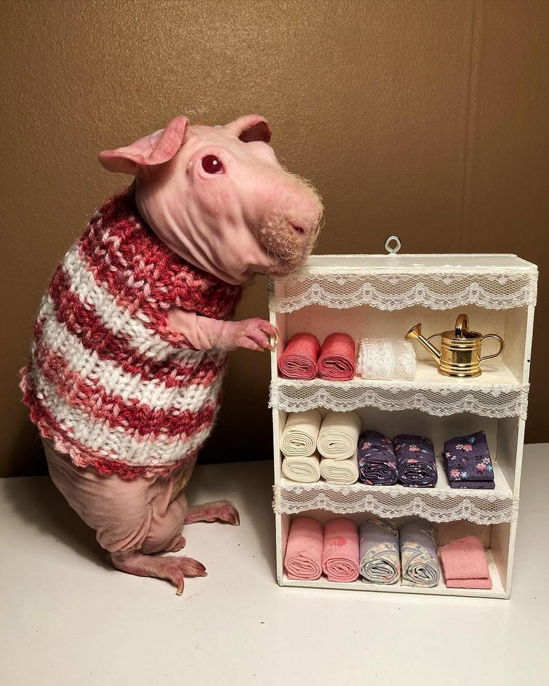 Porcușorii de Guineea