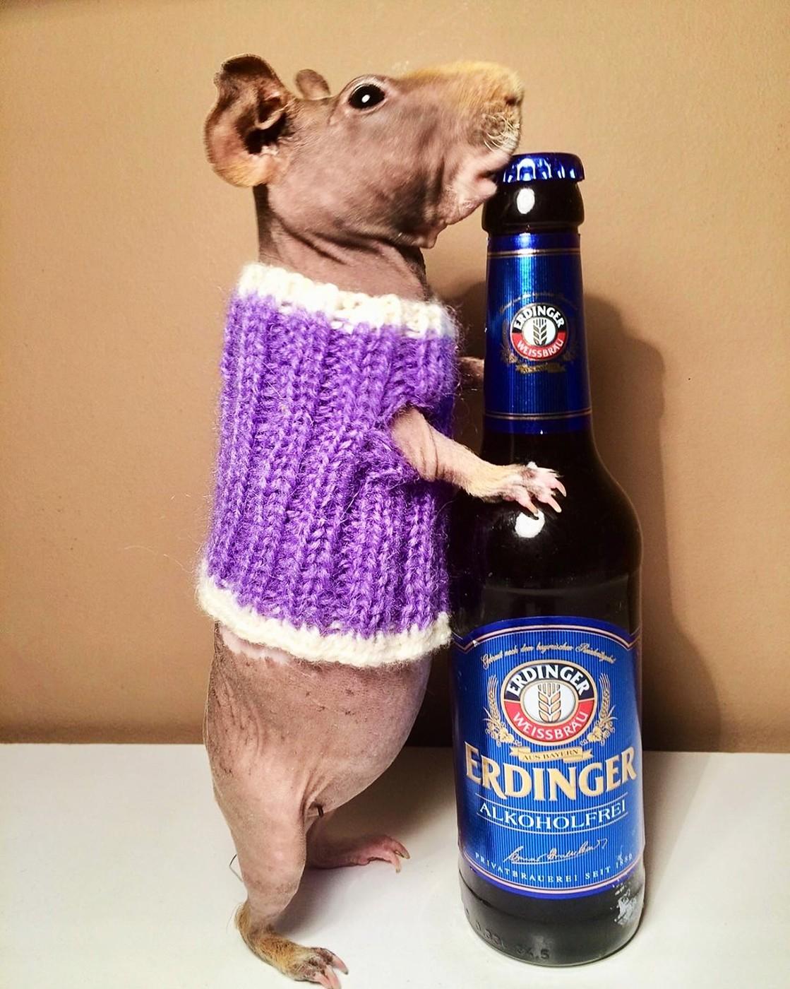 Porcușorii de Guineea