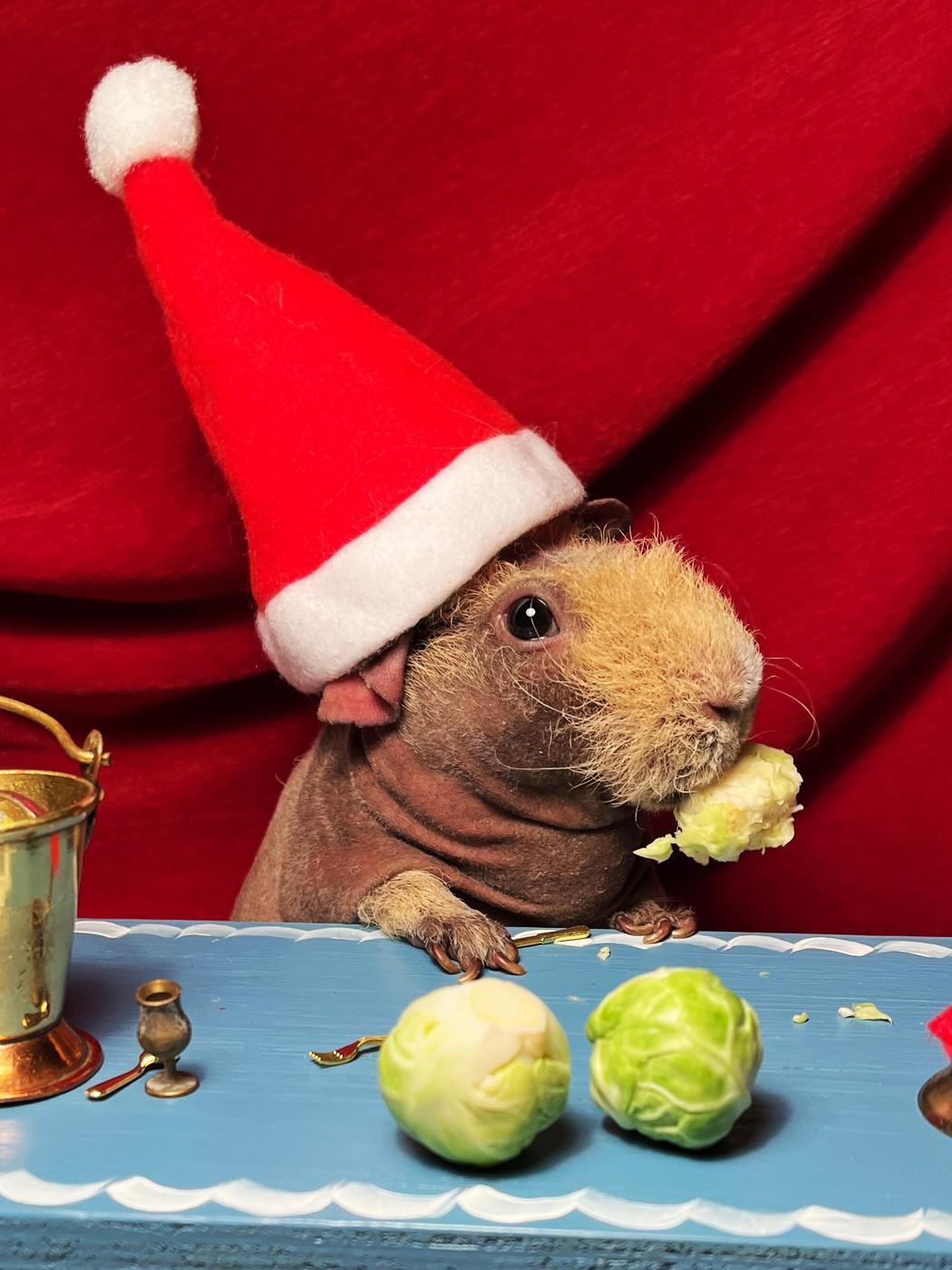 Porcușorii de Guineea