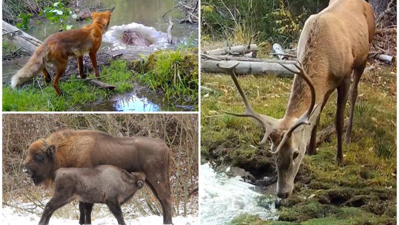 Viaţa secretă a animalelor din Munţii Făgăraş. Imagini rare, filmate de-a lungul întregului an